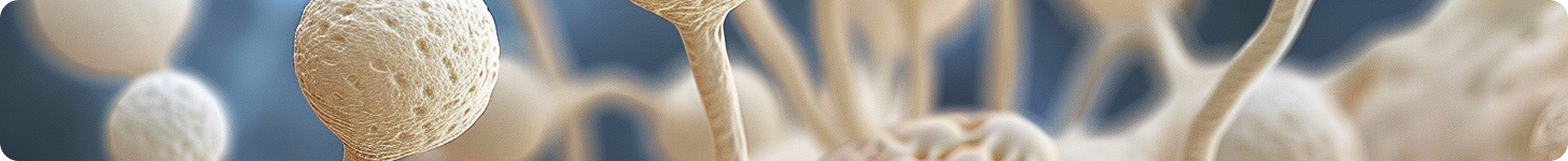 portfolio detail